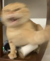 跟着圆头耄耋学跳舞，是日本美少女成为神人的必修课