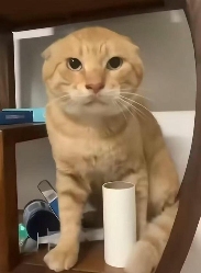 “没建模没经济”的“干嘛猫”,就不能收获属于自己的幸福吗?