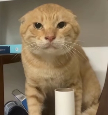 现在互联网上最火的猫，从“耄耋”变成了“萝卜纸巾猫”