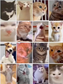 现在互联网上最火的猫，从“耄耋”变成了“萝卜纸巾猫”