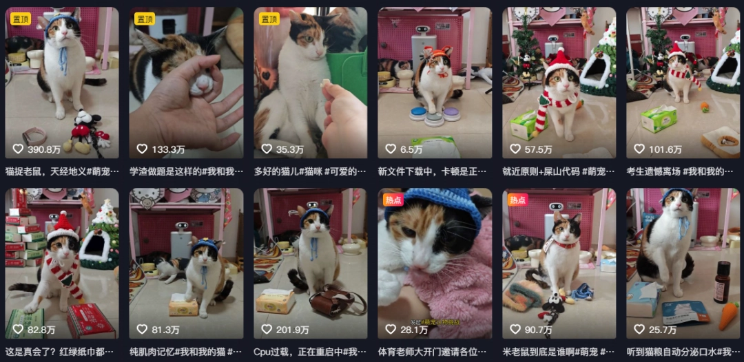现在互联网上最火的猫，从“耄耋”变成了“萝卜纸巾猫”