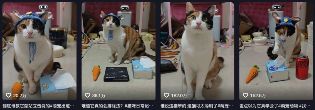 现在互联网上最火的猫，从“耄耋”变成了“萝卜纸巾猫”