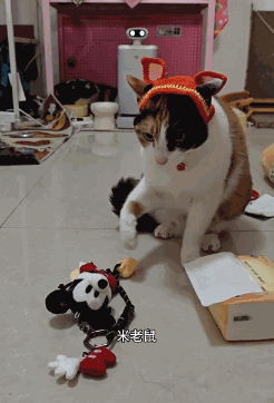 现在互联网上最火的猫，从“耄耋”变成了“萝卜纸巾猫”