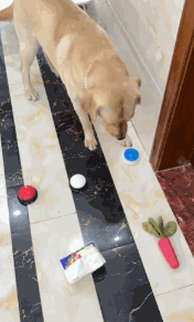 现在互联网上最火的猫，从“耄耋”变成了“萝卜纸巾猫”