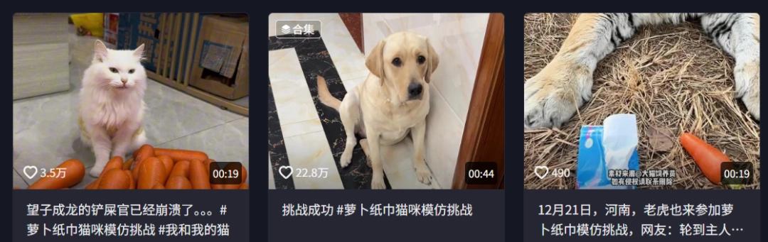 现在互联网上最火的猫，从“耄耋”变成了“萝卜纸巾猫”