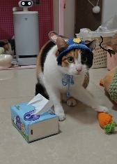 现在互联网上最火的猫，从“耄耋”变成了“萝卜纸巾猫”