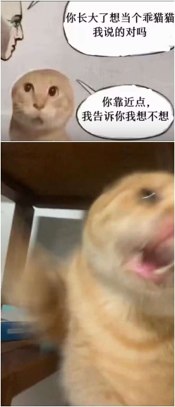 现在互联网上最火的猫，从“耄耋”变成了“萝卜纸巾猫”