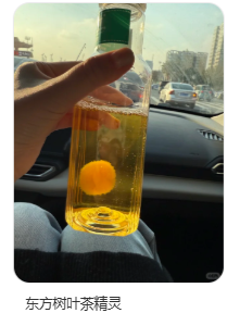 东方树叶变质长出的茶菌，怎么就成为了超越哈基米的宠物界顶流？