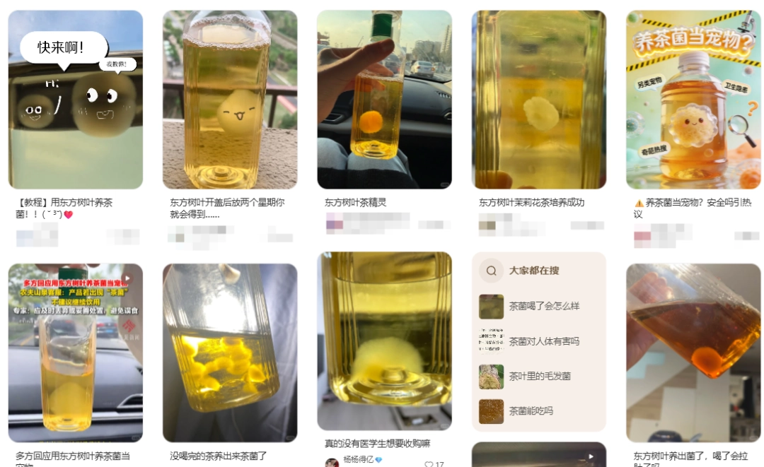 东方树叶变质长出的茶菌，怎么就成为了超越哈基米的宠物界顶流？