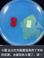 东方树叶变质长出的茶菌，怎么就成为了超越哈基米的宠物界顶流？